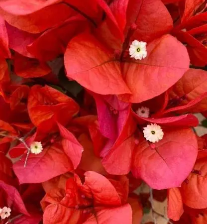 Casa Titty * Cannigione